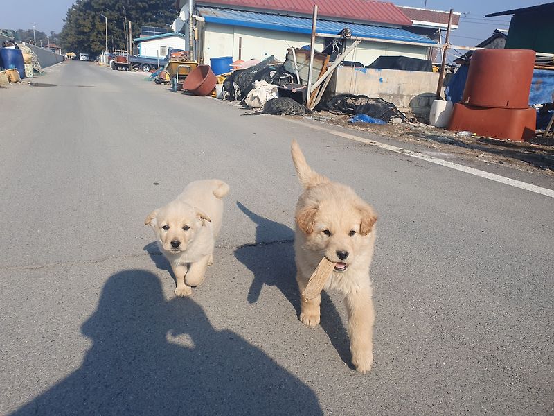 캠핑카 여행중 만난 강아지