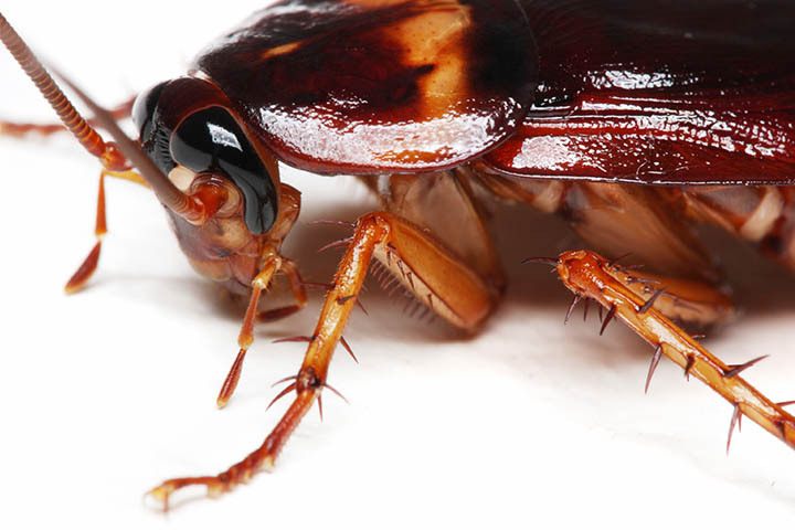바퀴벌레에 대해 알아보기: 예방과 퇴치 방법