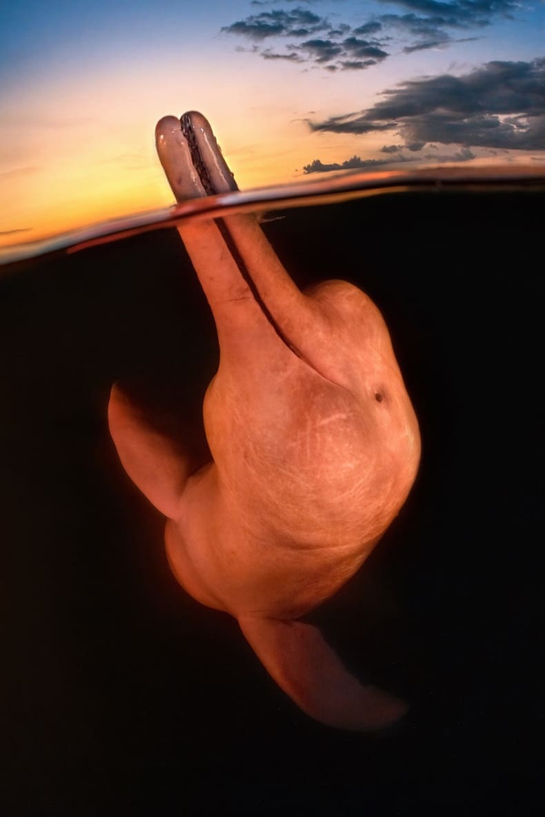 올해의 수중 사진작가상 수상...아마존 강 돌고래 희귀사진 Rare Photo of an Amazon River Dolphin Wins Underwater Photographer of the Year