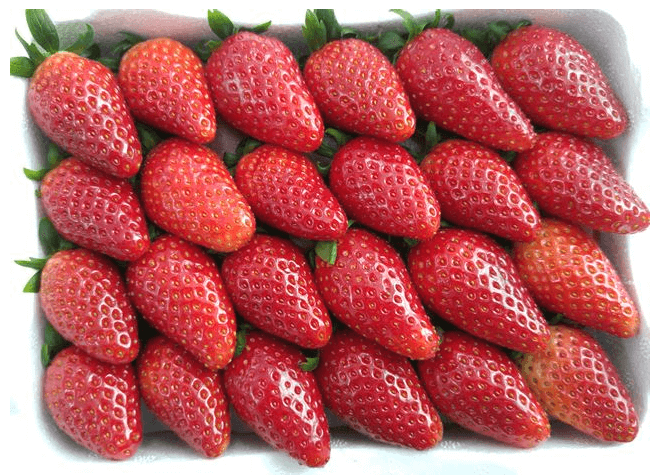 딸기 효능, 부작용 다이어트 궁합 성분 칼로리 걱정 끝!