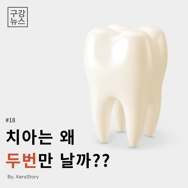 [구강정보]#18 치아는 왜 평생 두번만 날까??
