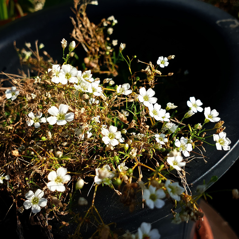 안개꽃처럼 작은 하얀 꽃들