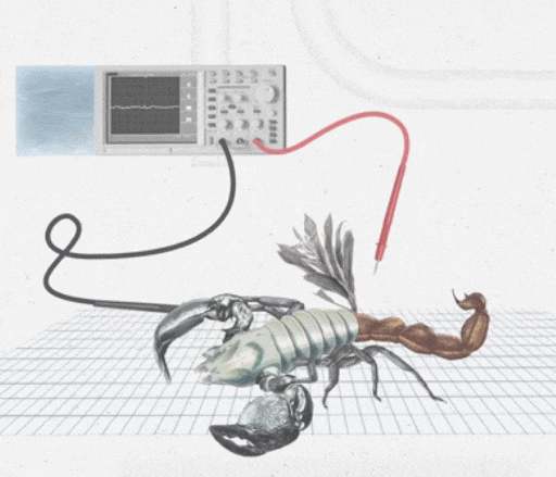 모로코 대학, 스콜피온 독 로봇으로 추출 VIDEO: The scorpion-milking robot: extracting the poison that cures