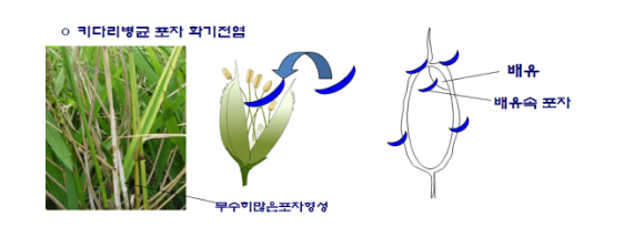 한 해 벼농사 ‘건전한 볍씨 사용과 소독’이 좌우
