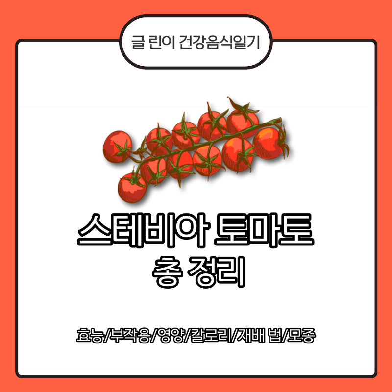 스테비아 토마토 총 정리 : 효능/부작용/영양/칼로리/재배 법/모종