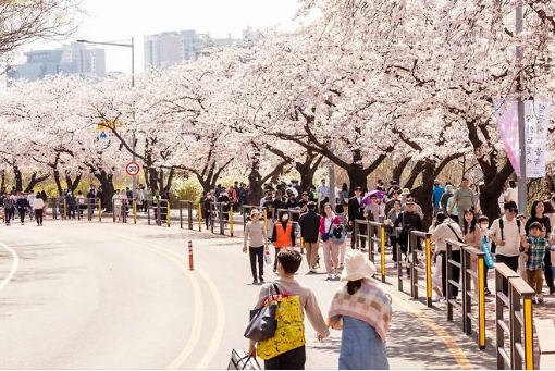 여의도 벚꽃축제 가는길 지하철 교통통제 프로그램