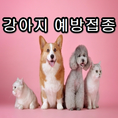 강아지 예방접종 시기와 종류 DHPPL