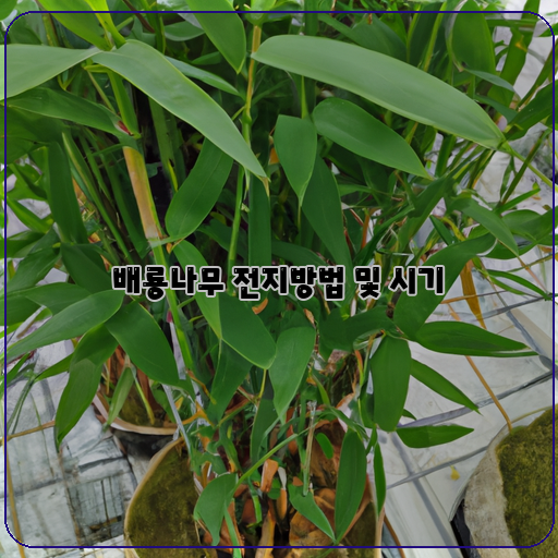 배룡나무 식물성장과 전지방법, 적절한 시기 알아보기