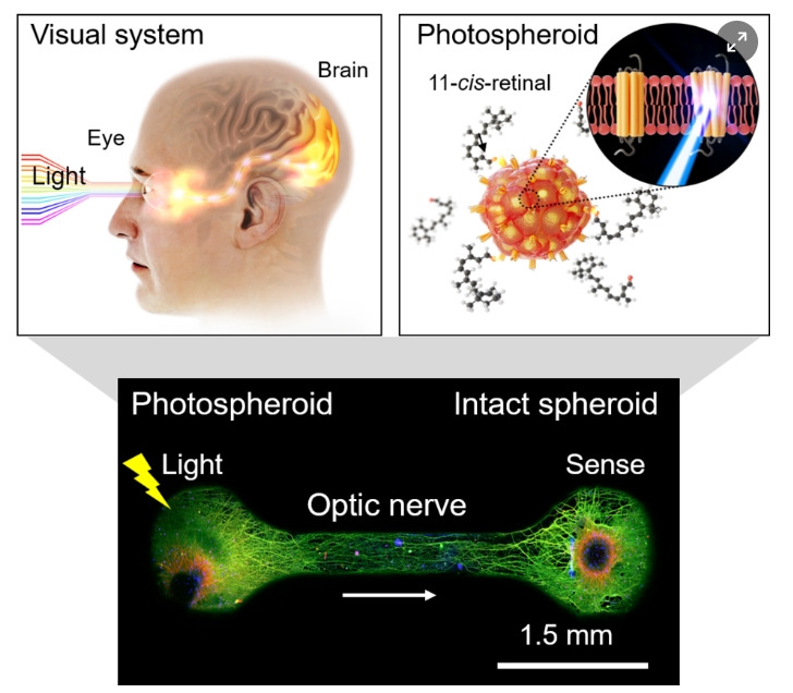 KIST, 인간의 눈처럼 색 구분 인공 신경회로 개발...시각을 잃은 사람들에 새로운 희망 Eye-Mimicked Neural Network Composed of Photosensitive Neural Spheroids with Human Opsin Proteins