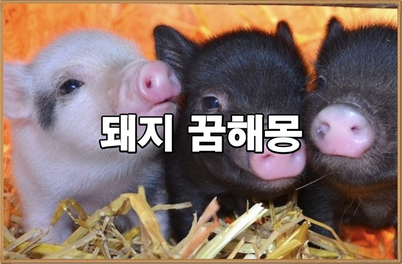 돼지꿈해몽, 돼지새끼 꿈풀이, 흰돼지꿈해몽