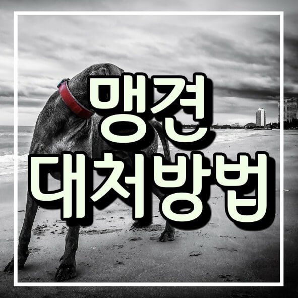 맹견 마주칠때 대처 방법 ( 하지 말아야 할 행동 )