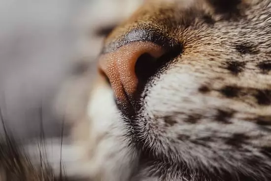 고양이(반려묘) 싫어하는 냄새와 후각 기능은?