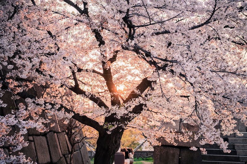 한국의 봄맞이, 벚꽃 피는 시기와 즐기는 방법