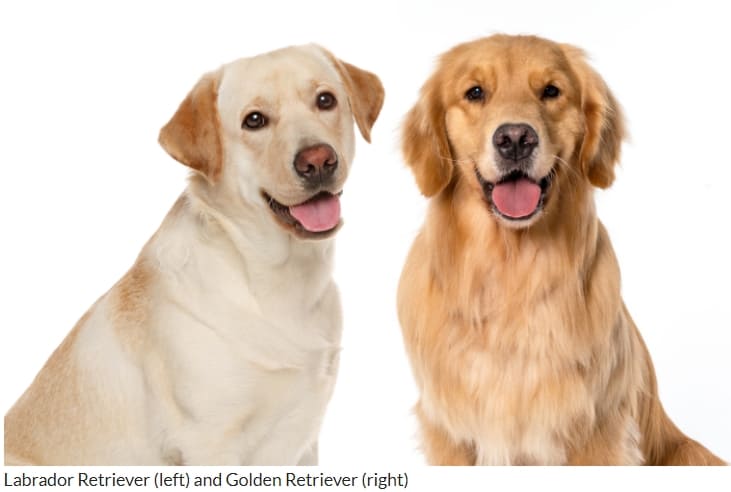 골든 리트리버 vs. 래브라도 리트리버의 차이점 VIDEO: Golden Retriever vs. Labrador Retriever: Similarities & Differences