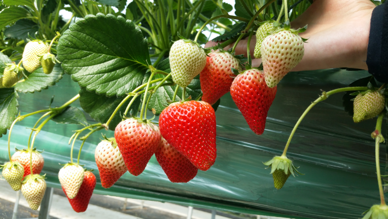 딸기 재배 방법,딸기 모종 심는 시기