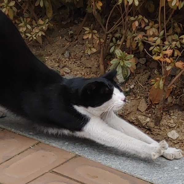 (영상) 걷다가 만난 길 고양이