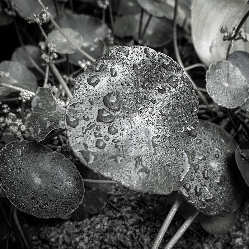 연잎 위에 빗방울