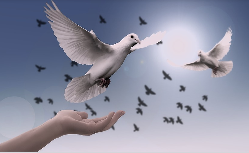 비둘기가 평화의 상징이 된 이유