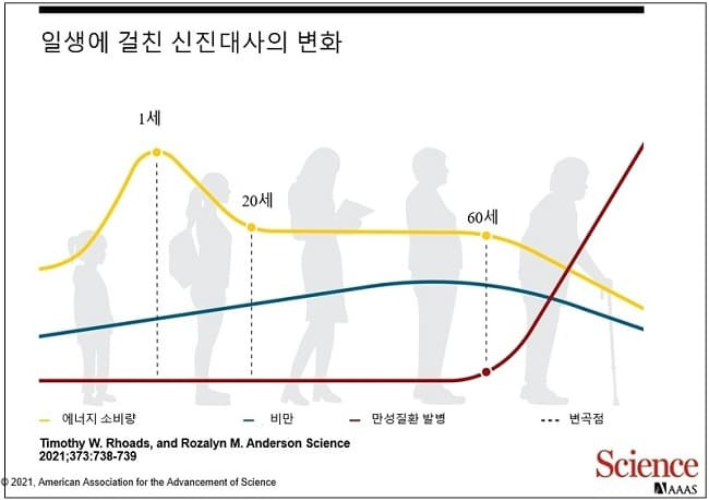 중년의 체중 증가, 약해진 신진대사 이유 아냐 Why you CAN’T blame middle-aged spread on a slower metabolism!