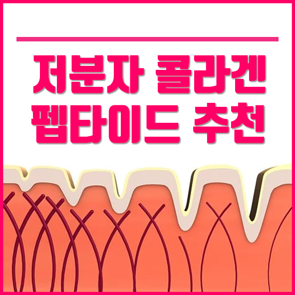 저분자 콜라겐 펩타이드 추천