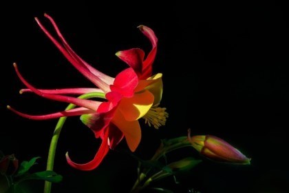빨강 매발톱 꽃(Columbine)