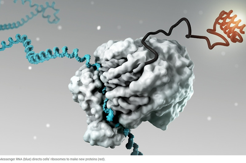 충격! mRNA(코로나백신 등), 의도하지 않은 면역 반응 발생시켜: 코로나 백신 근본적 결함 Some COVID Vaccines Produce ‘Unintended Immune Response’ in Recipients: Study