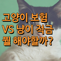 고양이보험과 고양이적금 비교와 효과적인 선택은?
