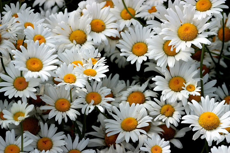 마가렛(국화) 꽃말: 아름다움과 감동의 의미