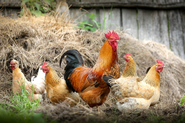 닭고기 부위별 특징과 조리방법