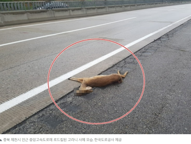 국토부 환경부, 도로 안전사고의 원흉 '동물 찻길 사고(로드킬) 저감대책' 수립