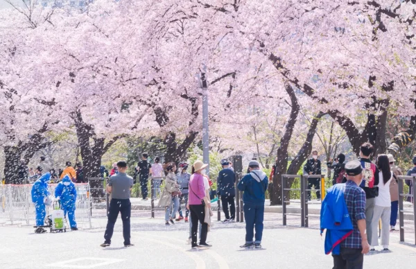여의도 벚꽃축제 4년 만에 정상 개최 - 4월 4~9일
