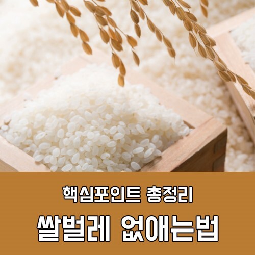쌀벌레가 생기는 이유부터 없애는 방법 꿀팁 공유