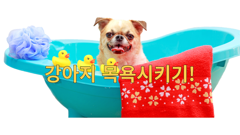 강아지 목욕시키기!
