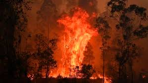 [호주 산불] 호주에는 왜 이렇게 산불이 자주 나는 걸까? 호주 산불 원인