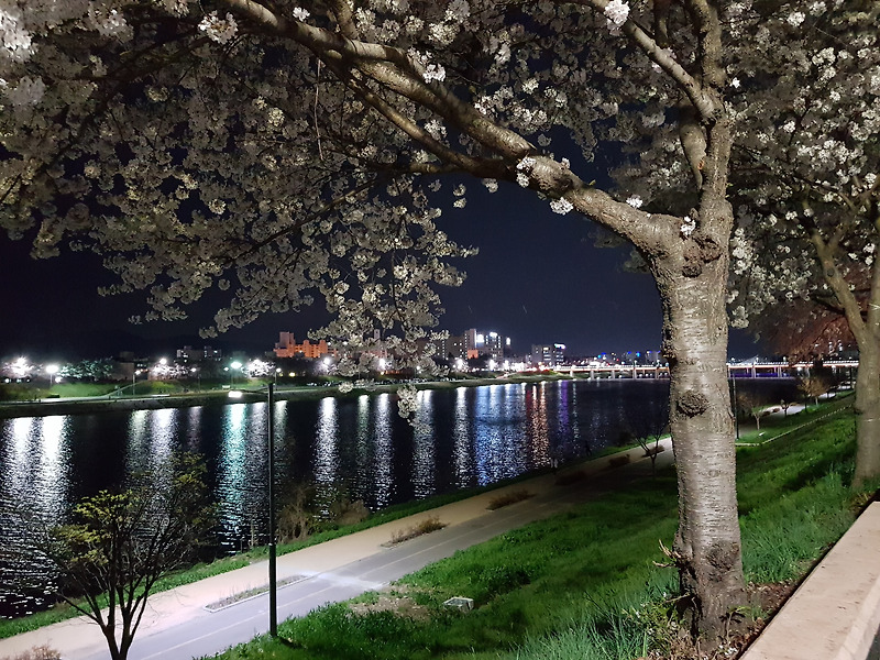(3점) 대구 야간 벚꽃길 아양교역 근처