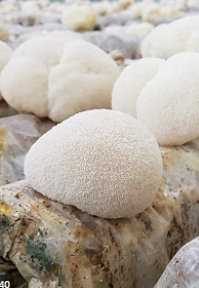 노루궁뎅이버섯 효능 치매 예방
