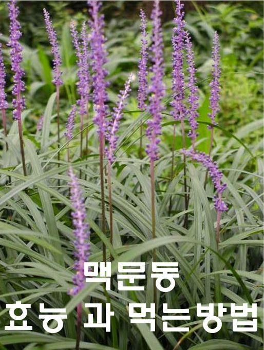 맥문동 효능과 먹는 방법 - 오늘의정보!
