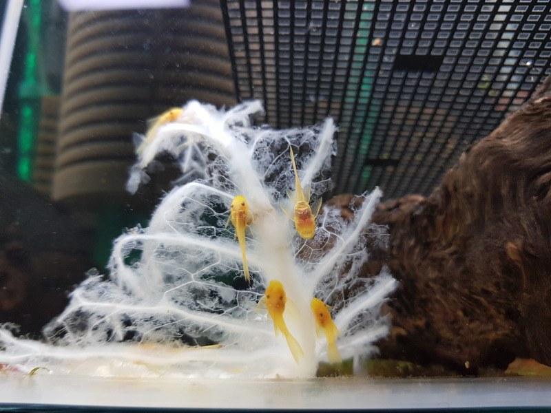 안시 롱핀(L144) 암수 1쌍 추가 입양. 노랑 꼬물이들 너무 이쁨.