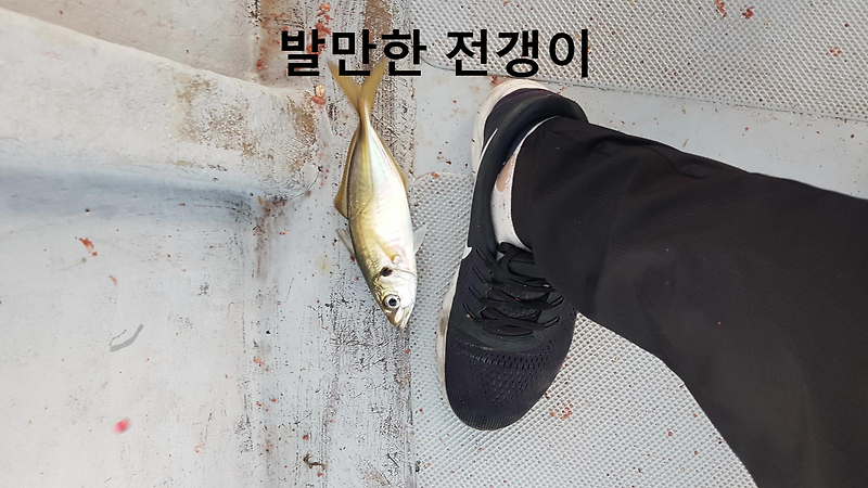 고양이 자연식 # 26 - 삶은 전갱이