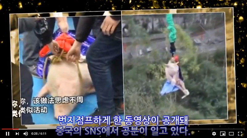 70m 높이에서 ‘번지점프’시킨 살아있는 돼지 : 중국 놀이공원 동물 학대 논란