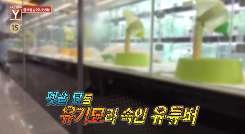 궁금한 이야기 Y 496회, 유튜버 갑수목장의 진실