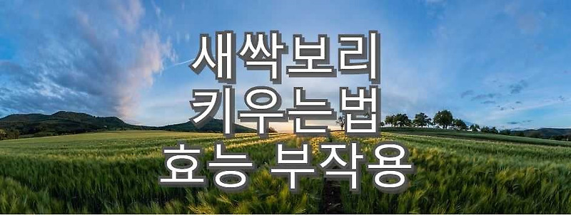 새싹보리 키우는법 효능 TOP5 부작용 먹는방법 분말