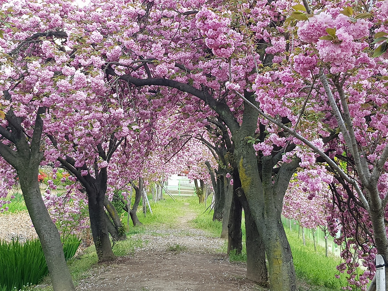 (4점) 대구 달서구 상인동 4월 겹벚꽃 보기 좋은 곳 '월곡역사공원'