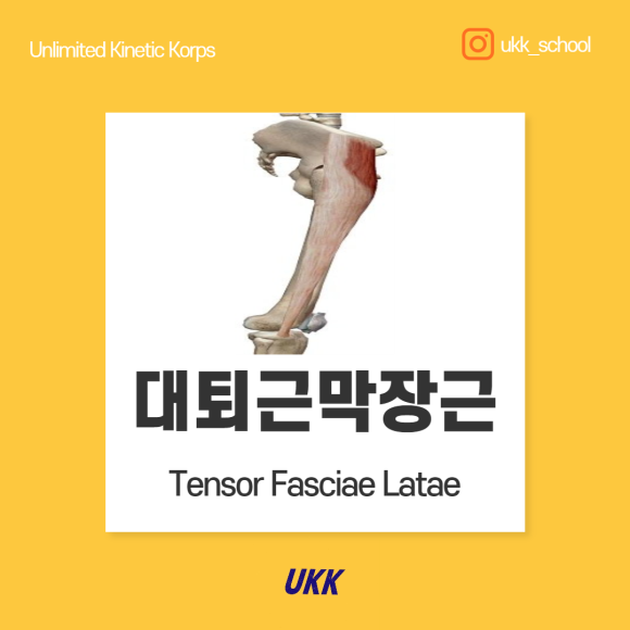 대퇴근막장근 Tensor Fasciae Latae