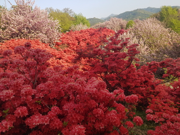 (5점) 4월에 여행가기 좋은 겹벚꽃 명소, 전주 완산공원.