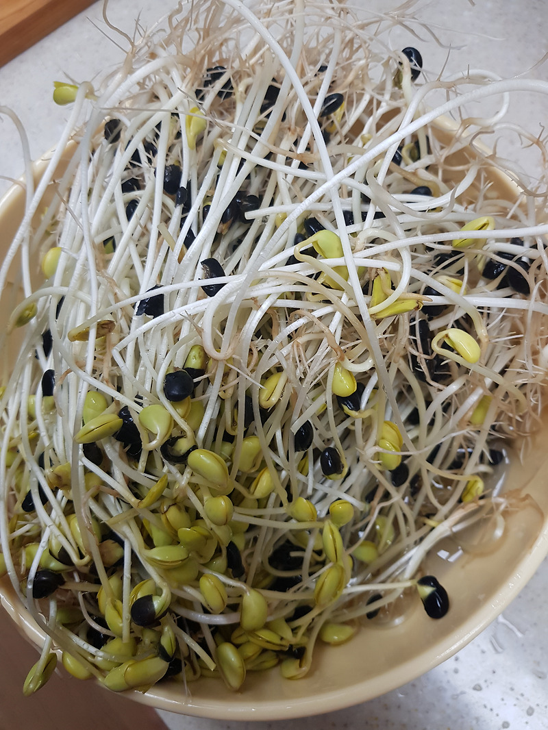 콩나물 재배기로 집에서 콩나물 키우기