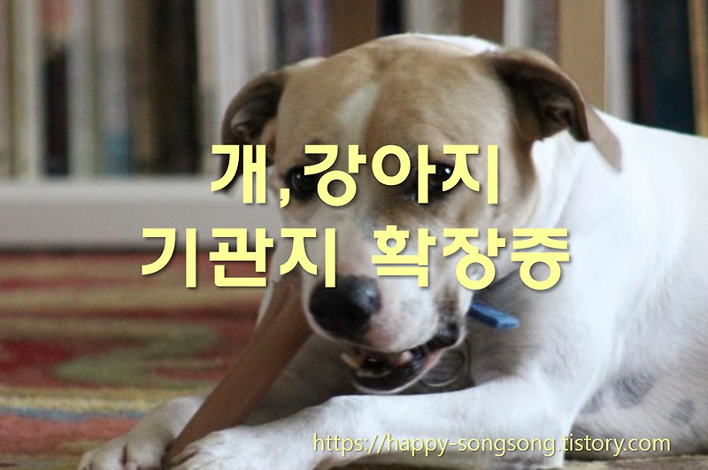 개, 강아지 - 기관지 확장증과 기관지 협착증 증상