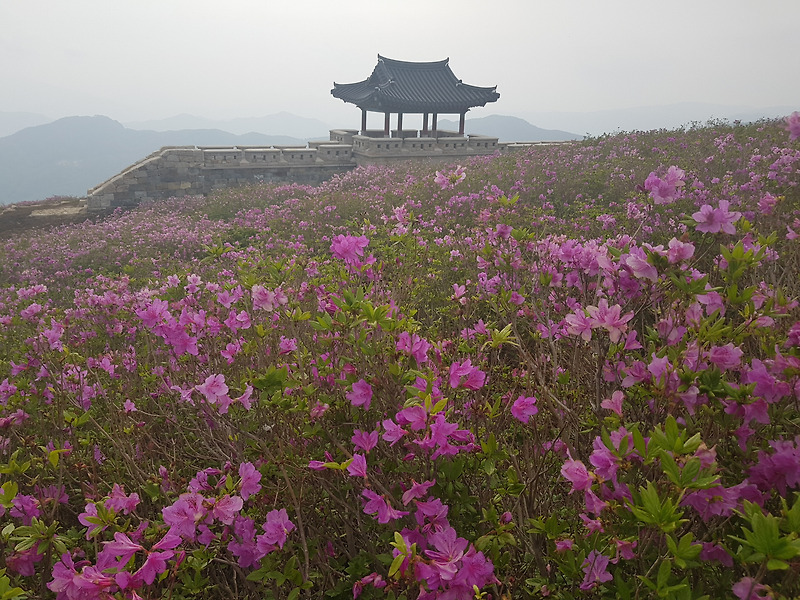 (5점) 5월 놓치면 안 되는 봄꽃 여행지 경남 합천 '황매산 철쭉'