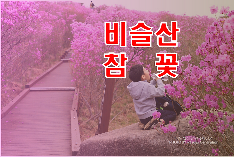 4월 5월가볼만한곳 대구 비슬산 참꽃 인생사진 대박~