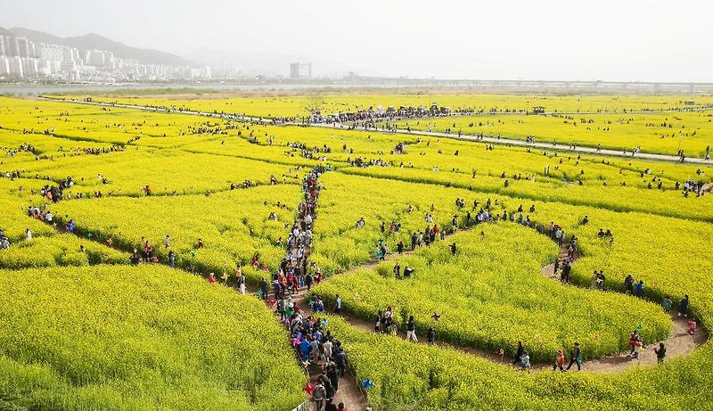 [220416] 대저생태공원 부산 낙동강 유채꽃 축제 (Busan Nakdong River Rape Flower Festival)